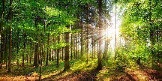 Wald